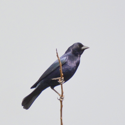 Screaming Cowbird